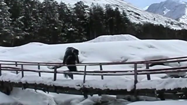Ski-style Cheget. Кавказ, Чегет, Эльбрус, Терскол, лыжи, фрирайд, фристайл. смотреть онлайн