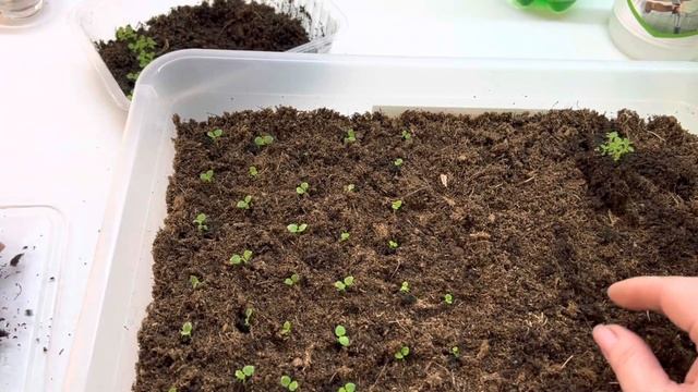 Пикировка Глоксинии 23 дня от посева смотреть онлайн