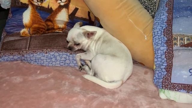 Всем спокойной ночи и очень добрых снов. смотреть онлайн