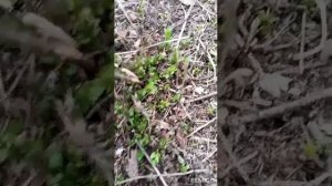 Кто съел тюльпаны ??!!