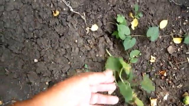 Вопрос ответ про КОМПОСТ, про компостную кучу и ящик для компоста смотреть онлайн