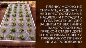 Огурцы в открытом грунте от А до Я. Сроки внесения и рецепты лучших подкормок.
