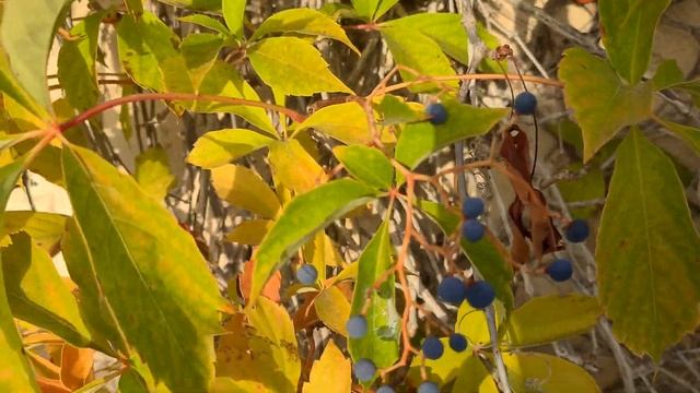 גפנית מחומשת עם פירות Parthenocissus quinquefolia смотреть онлайн