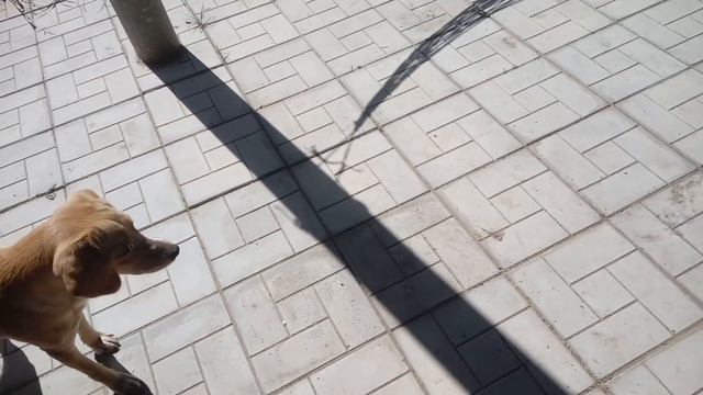 Колючее Утро Моей СОБАКИ 🐾 Лиза Щенок Таффи и Ёжик 🐶 Funny Dog Taffi 🐶 LizaTube смотреть онлайн