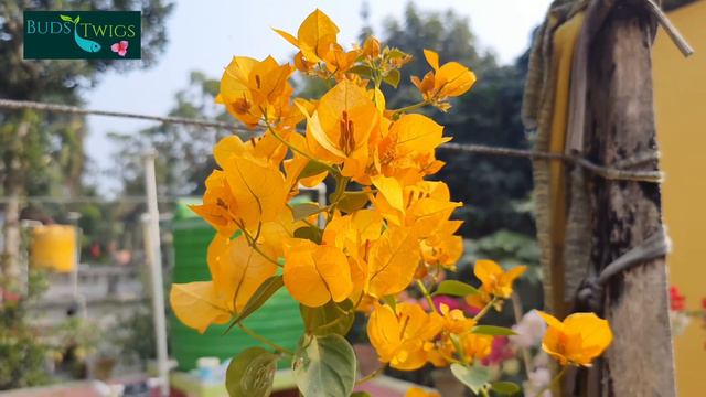 California Gold, Common Yellow Bougainvellia. смотреть онлайн