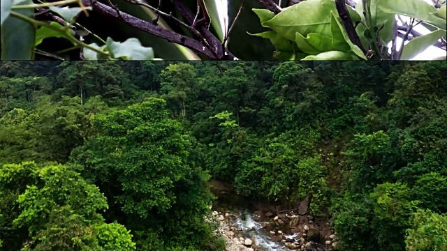 Ручей. Звук ручья. Звуки природы. Шум воды. Пение Скворца слушать