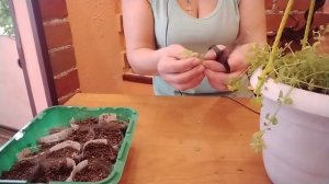 ВЕРБЕЙНИК МОНЕТЧАТЫЙ ЧЕРЕНКОВАНИЕ!