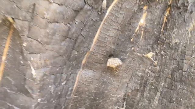 Прогулки. Октябрь, река Уссури. смотреть онлайн