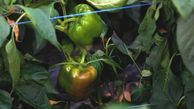 1 Ложка И Перцы Вмиг Пойдут В Бурный Рост И Болеть Не Будут Рабочая Подкормка Для Сладкого Перца