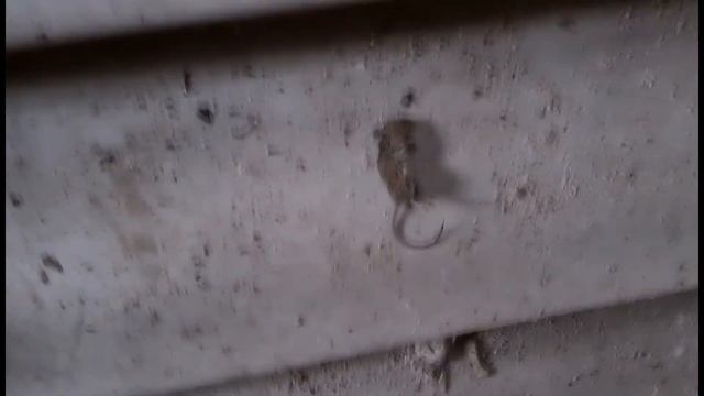 Другая Ленинградская область: дача Фаберже смотреть онлайн