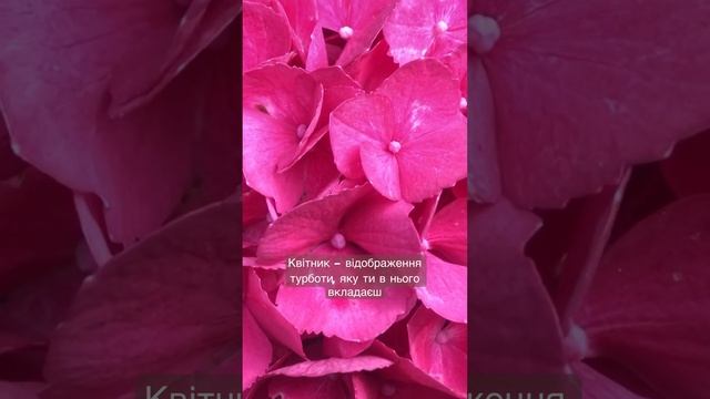 Літні спогади: гортензія Мінлива та Red Baron #gardening #hortenzia #гортензія #hydragea смотреть онлайн