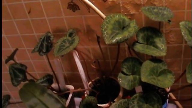 Принцип выращивания цикламенов из семян. смотреть онлайн