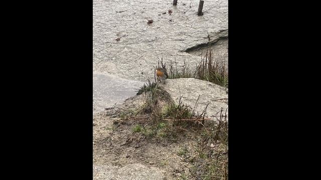 Groovy Moves (Original) смотреть онлайн