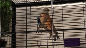 Пение лесных птиц, пение реполова и щегла