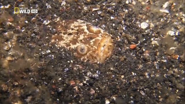 Какие способы ночной охоты используют звездочёты из семейства Морские коровки (Uranoscopidae) ? смотреть онлайн