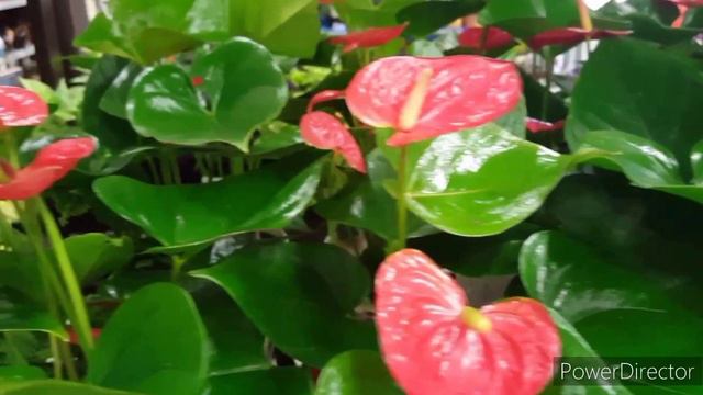 Fast anthurium blooming tips || How to grow anthurium || හැමෝම හොයන ඇන්තූරියම් රහස් смотреть онлайн