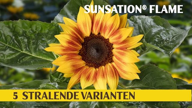 Helianthus Sunsation® Sunflowers | Ontdek de veelzijdigheid смотреть онлайн