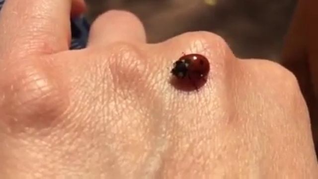 К нам прилетела сегодня очень милая Божья коровка)) смотреть онлайн