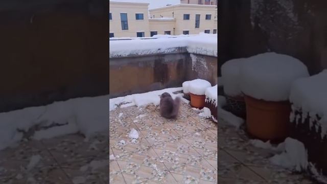 Гололёд? смотреть онлайн