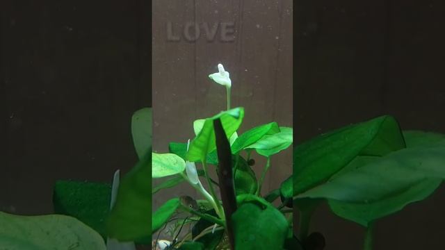 Цветок анубиаса смотреть онлайн