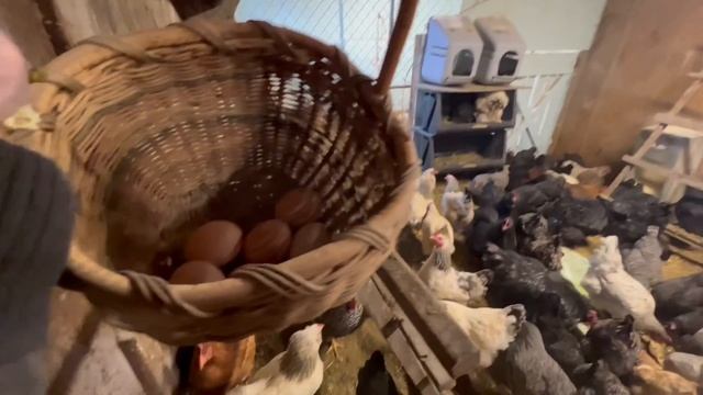 КУДА ПРОПАЛ НАШ ПЕТРИША? /США/СЕЛЬЧАНКА В АМЕРИКЕ/ смотреть онлайн