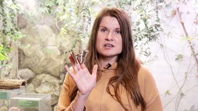 5 суперспособностей насекомых для выживания в лесу. Люся Атаманова.