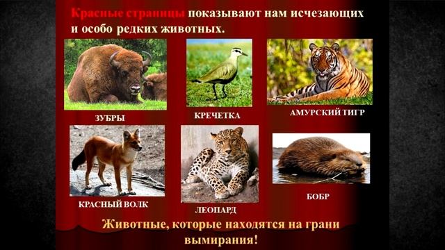 Почему важно сохранять животных из Красной книги? смотреть онлайн