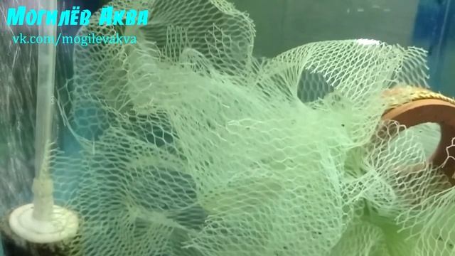 Разведение радужницы неоновой