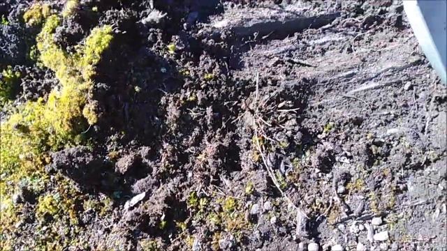 0.038 of a gram nugget found with the GPZ 7000 and Concentric X-coil смотреть онлайн