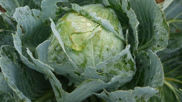 Когда ТОЧНО можно убирать капусту с огорода для хранения на зиму смотреть онлайн