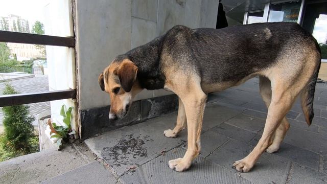 Железноводск .Часть 1 Аллея любви Запдный бювет Санаторий горный воздух смотреть онлайн