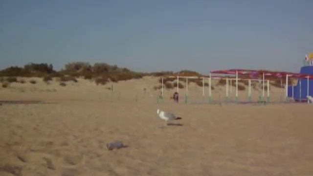 Морская чайка (Seagull) смотреть онлайн
