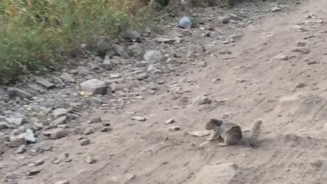 ЛАСКА ПРОТИВ ЗЕМЛЯНОЙ БЕЛКИ: БИТВА В ДИКОЙ ПРИРОДЕ смотреть онлайн