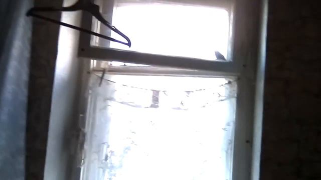 СИНИЦЫ ЗАЛЕТАЮТ В ДОМ КАЖДЫЙ ДЕНЬ! смотреть онлайн