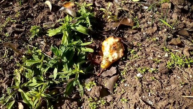 Жизнь на Даче. Нужен совет. Почему не цветет будлея? Дренаж для комнатных цветов. смотреть онлайн