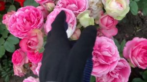 ВНИМАНИЕ!!! «ЦвЕтУщИе ПлАнТаЦиИ кУсТоВ рОз!!» от maryroses.ru?20 сортов с названиями!!