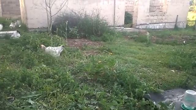 Мои куры Адлерские Серебристые. смотреть онлайн