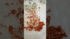 Этап 2. #Тюльпан#ы из семян#.