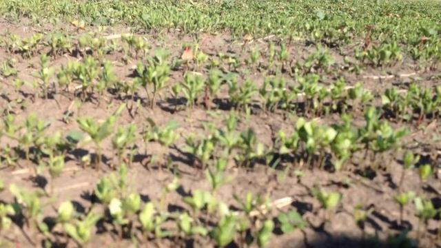 Лён 20 суток с момента всходов, бороним все всходы