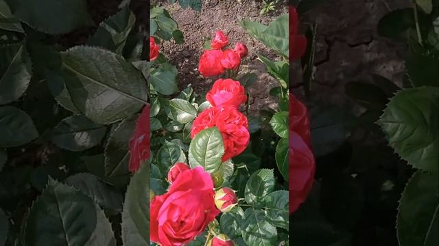 Новинки розквітли.Обрізка троянд, показую хто не знає. смотреть онлайн
