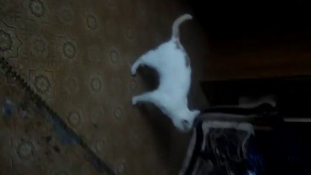 Я не знаю как жить с этим котом, Я ХОЧУ СДОХНУТЬ!!!!!! смотреть онлайн