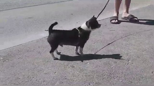 недорого Леви   Купидонович продажа чихуахуа питомник Кастропуло  +79787458062   дружеств питомнике