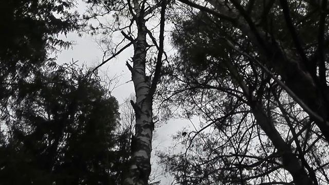 Охота на куницу с лайками Урман и Байкал смотреть онлайн