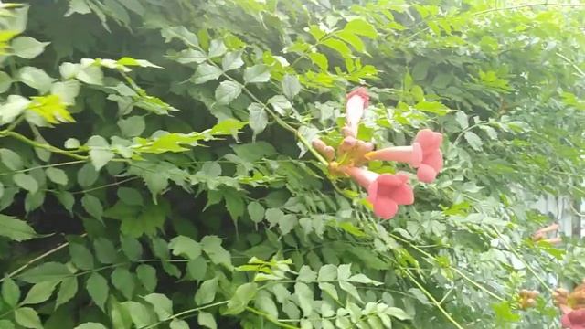 Анапа. Мой Кампсис. Любимая лиана. смотреть онлайн