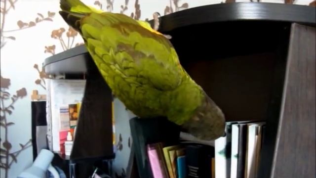 Сенегальский попугай Гоша-акробат