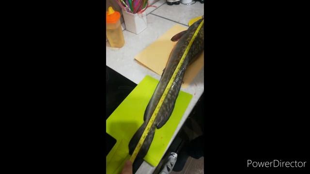 Окунь черталы, налим Иртыш, лещ новечку! Супер рецепт!!! смотреть онлайн