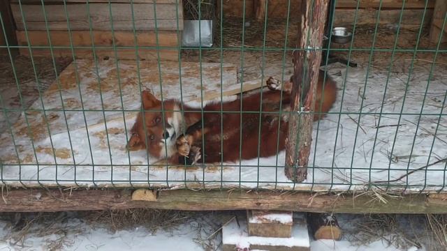 как разговаривает лиса/домашний лис Локи/how does the fox talk home fox loki смотреть онлайн