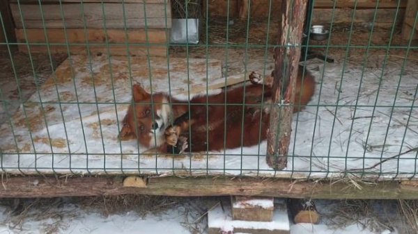 как разговаривает лиса/домашний лис Локи/how does the fox talk home fox loki