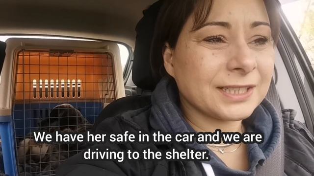 Abandoned mother dog struggling to feed her puppies and keep them safe. смотреть онлайн