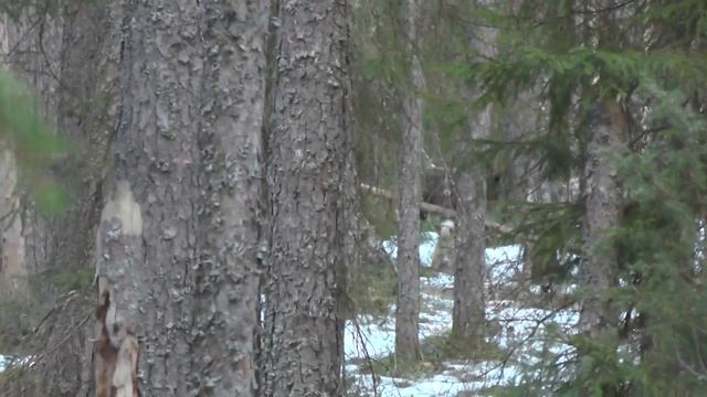 Медведица с пестуном смотреть онлайн